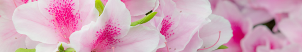 電子タバコについての記事紹介