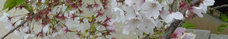 精米器が話題ですね。